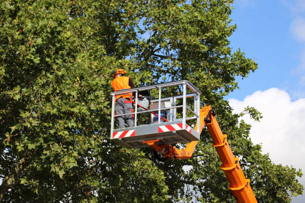 Reliable Hugoton, KS Tree Care Services Solutions